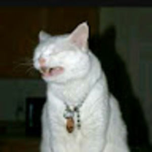 Meet your Posher, Oakley